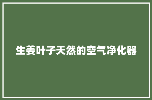 生姜叶子天然的空气净化器 洗衣机