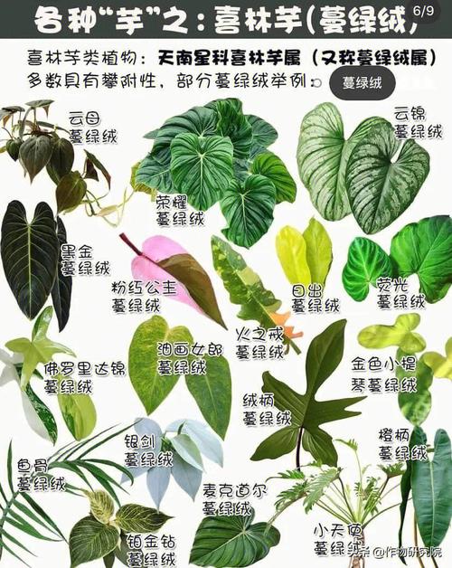 七彩竹芋,绿色净化大师，打造清新家居环境_七彩竹芋能净化空气吗 七彩竹芋,绿色净化大师，打造清新家居环境_七彩竹芋能净化空气吗 洁具维修